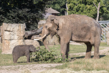 Zoo Praha, slon