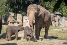 Zoo Praha, slon