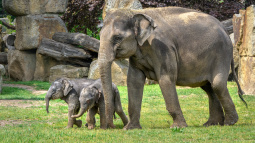 Zoo Praha, slon