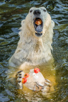 Zoo Praha, medvěd