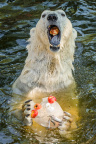 Zoo Praha, medvěd