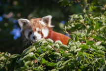 Zoo Praha