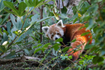 Zoo Praha