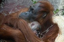 Zoo Praha