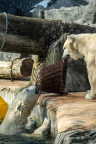 Lední medvědi v Zoo Praha
