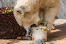 Lední medvědi v Zoo Praha