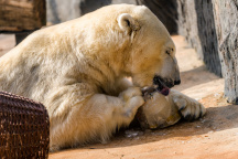 Lední medvědi v Zoo Praha