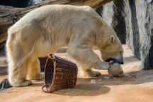 Lední medvědi v Zoo Praha