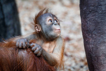 Zoo Praha