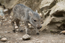 Zoo Praha