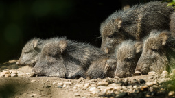 Zoo Praha