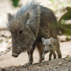 Zoo Praha