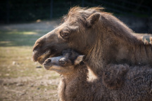 Zoo Praha