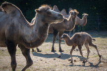 Zoo Praha