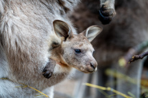 Zoo Praha