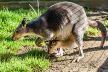 Zoo Praha