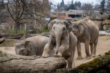 Zoo Praha