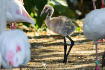 ZOO Praha