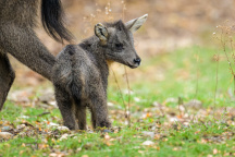 ZOO Praha