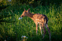 ZOO Tábor