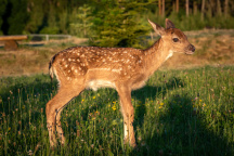 ZOO Tábor