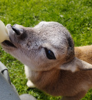 Zoo Tábor