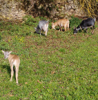 Zoo Tábor