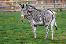 Zoo Praha