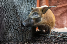 Zoo Praha