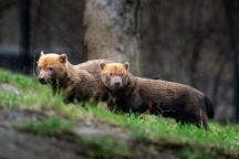 ZOO Praha