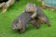ZOO Praha, vombat
