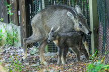 ZOO Praha