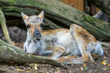 ZOO Praha