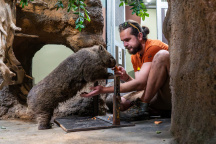 ZOO Praha, vombat