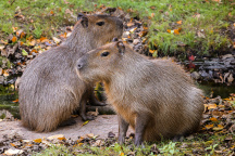 Zoo Praha