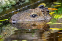 Zoo Praha