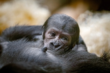 Zoo Praha, gorila