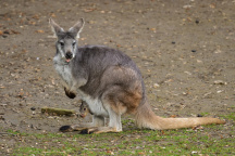 ZOO Praha