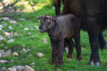 ZOO Praha