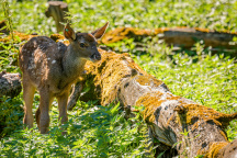 ZOO Praha