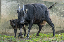 ZOO Praha