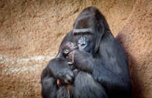 Zoo Praha, gorila