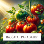 rajčata, paradajky