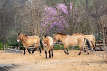 Zoo Praha