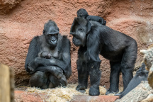 Zoo Praha, gorila Duni, gorila Kijivu