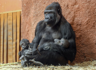 Zoo Praha, gorila Duni