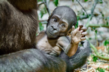 Zoo Praha