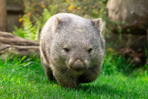ZOO Praha, vombat