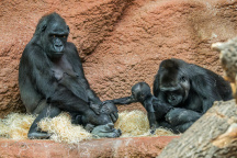 Zoo Praha, gorila