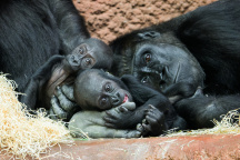 Zoo Praha, gorila